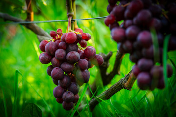 amazing and delicious grapes on a branch