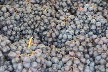 close up of black grapes in the market