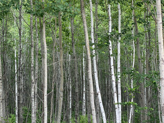 Birch Forest in Summer