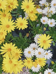 Bright yellow and white daisies in full bloom, creating a cheerful garden display

