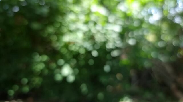 Natural Effect Background