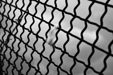 feather in net cloudy landscape