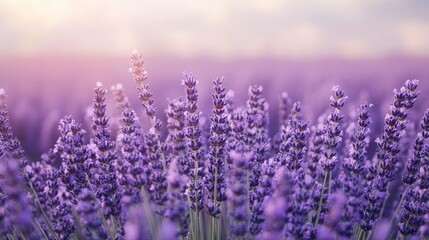 Naklejka premium Close-up of a field of lavender in full bloom, with rows of purple flowers and a soft, hazy background