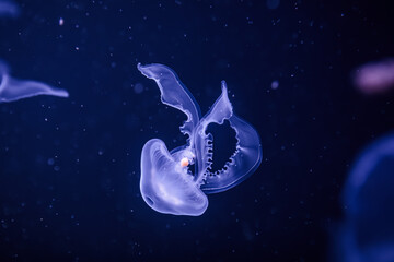 jellyfish in blue deep water