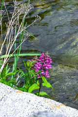 flowers on the rocks
