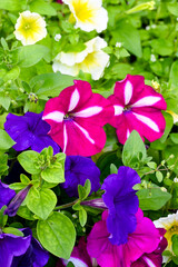 flowers in the garden