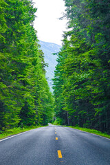 road in the forest