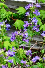flowers in the forest - May night, meadow sage

