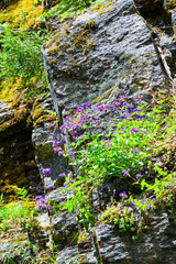 flowers and moss on the rock