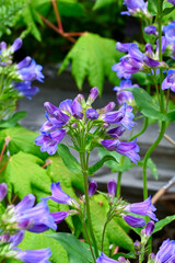 flowers in the forest - May night, meadow sage
