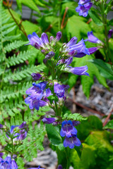 flowers in the forest - May night, meadow sage
