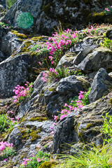 flower and moss covered rocks