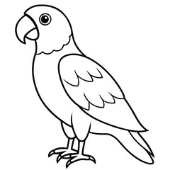 parrot on white background