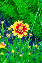 yellow flowers in the garden