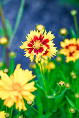 yellow and red flower