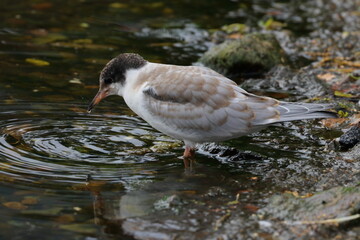 terns