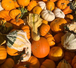pumpkins and gourds
