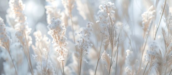 Fototapeta premium The Beauty Of White Grass Flowers