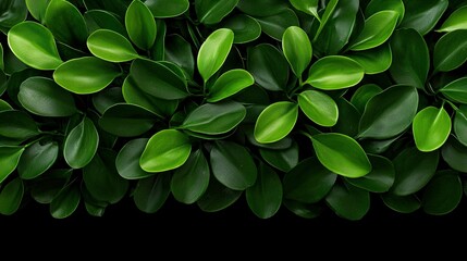   Close-up of green leaves on black background with text/image placeholder