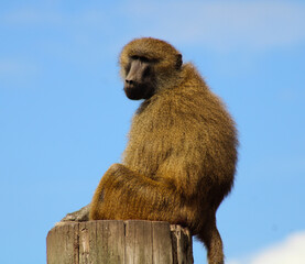 portrait of baboon