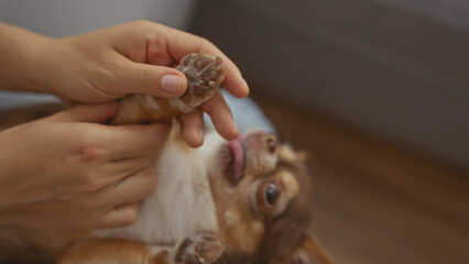 A young woman gently holding her chihuahua's paw in a cozy living room, capturing a tender moment indoors.