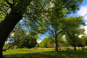 trees in the park