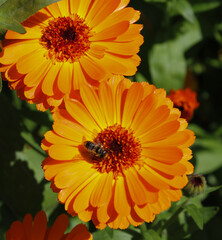 orange flower in the garden