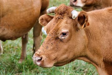 Close up of a Limousin cow with shorn horns, sadly covered in flies due to the field being next to...