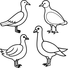 Fototapeta premium A Set Of Birds 