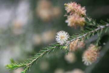 native yellow flowers on a Melaleucas plant in the bush in garden
