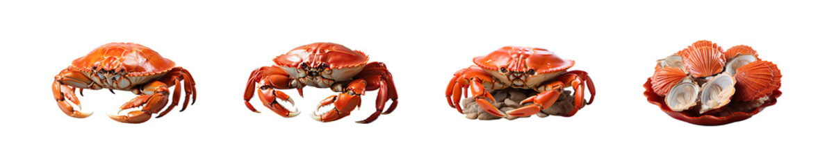 Set, collection of Crab Shells isolated on transparent background.