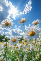 Daisies blooming under a bright blue sky in a sunny meadow during spring