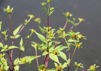 Bidens frondosa grows in nature