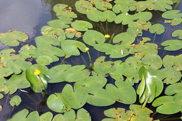 Nuphar lutea grows in a pond with a slow current