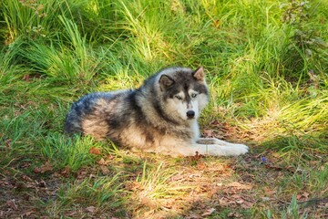 Female husky breed on a walk in the forest