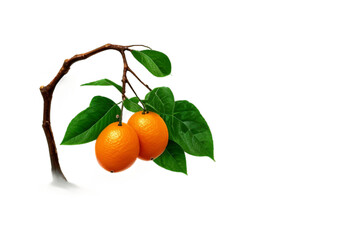 Orange Fruit