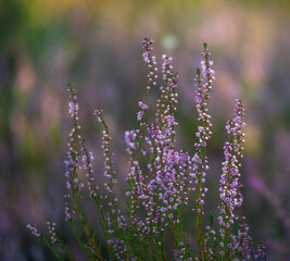 Close-up of blooming heather flowers. Soft focus. Blurred background.