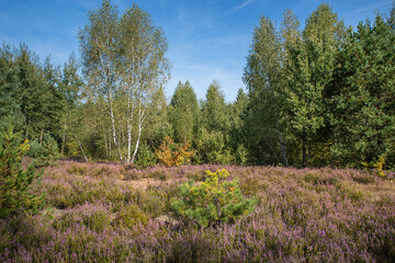 Autumn landscape with blooming heather and yellowing birch leaves.