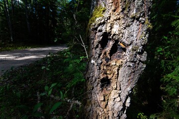 Spooky face and eye in the trees. Halloween.