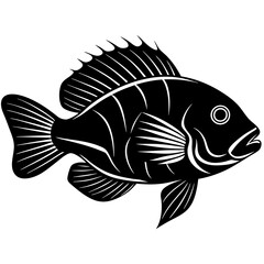 fish on white background
