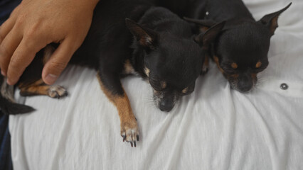 A man gently rests his hand on two sleeping chihuahuas in a cozy indoor living room setting.