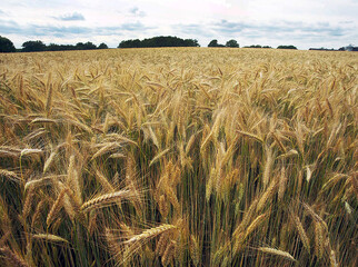 Cornfields