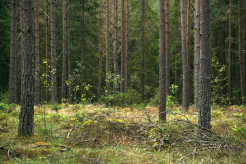 forest in autumn