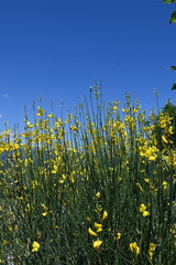 Ginestre contro il cielo blu