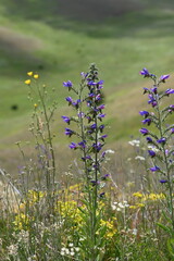 Fiori di montagna