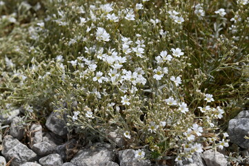 I fiori bianchi della montagna