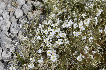 I Fiori bianchi sulla roccia