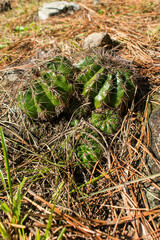 Wild Parodia ottonis cactus, vulnerable species at Parque da Ronda in Sao Francisco de Paula, South of Brazil