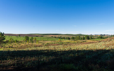 Obraz premium Farm fields, pasture and pine trees in Sao Francisco de Paula, South of Brazil