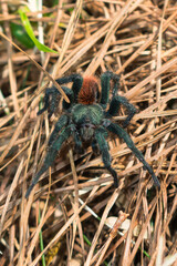Catumiri sp. spider, a genus of South American tarantulas, in Sao Francisco de Paula - South of Brazil